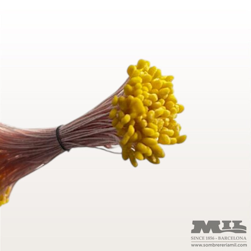 Pistilo Ávila | Núria Arnau